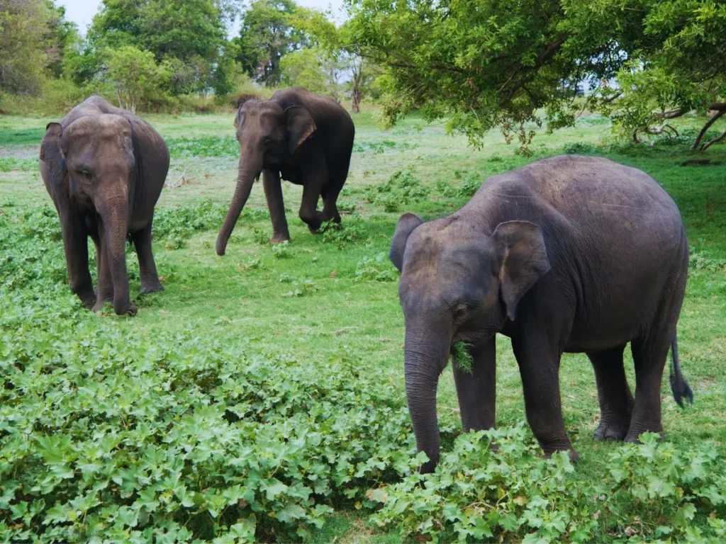 Serene Sri Lanka - DAY3