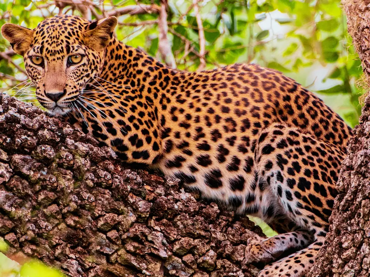 Serene Sri Lanka Heo